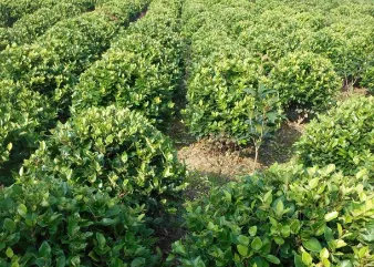 Hedge trimming tips