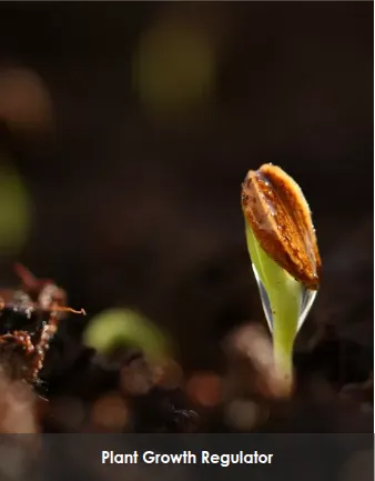 Plant Growth Regulator