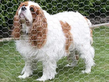 Galvanized hexagonal wire netting