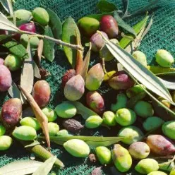 HDPE Knitted Olive Harvest Netting